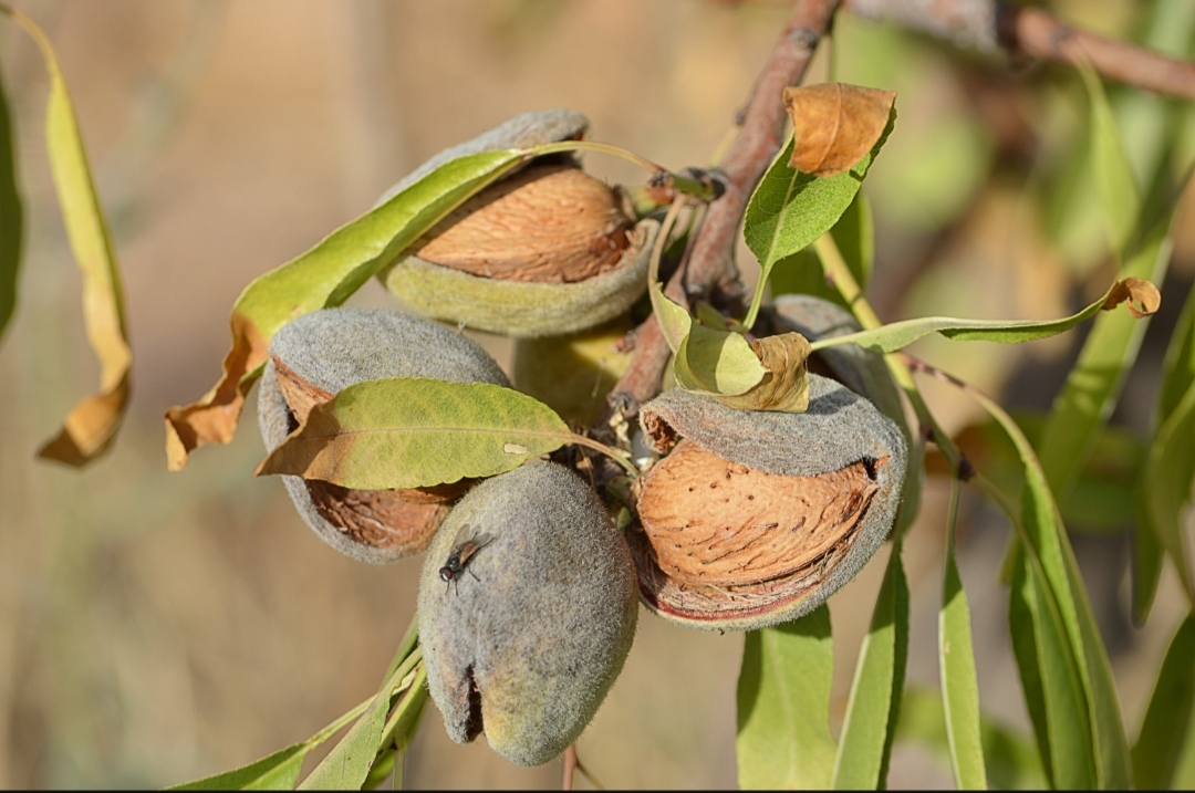 خواص بادام درختی