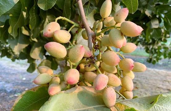 کیسه زیپ‌کیپ حاوی مغز گردوی سفید تویسرکان آماده قرارگیری در فریزر برای آموزش نگه داری گردو در خانه