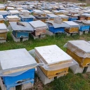 کلنی زنبور عسل نژاد کارنیکا آلمانی
