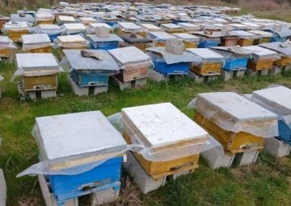 کلنی زنبور عسل نژاد کارنیکا آلمانی